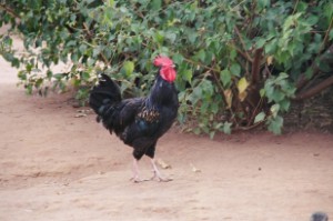 hen