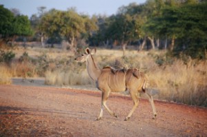 luangwa1