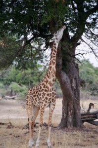 girafe