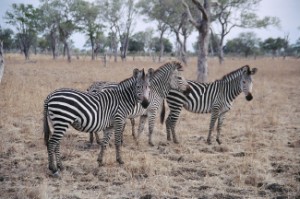 zebras