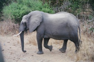 elephant