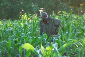  Dr. Tembo’s father Mr. Sani Tembo who is 89 years old is still active and works hard hoeing to grow food. This was in December 2011