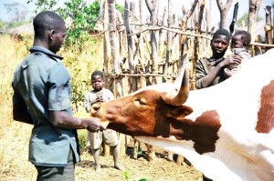 Compose a poem about the man and his cow in a Zambian language.