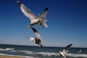 Flying Sea Gulls against the ocean blue sky is best for a hopeless romantic