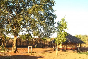 The two trees right behind the author's hut in the village could be used for treating illness. The tall Msoro tree on the left and smaller Mtowa tree on the right.