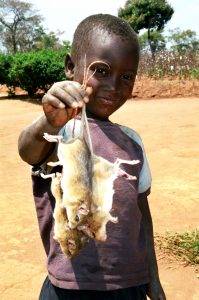 Boy holding Mbeba (mice) in a village in Lundazi district in Eastern Zambia